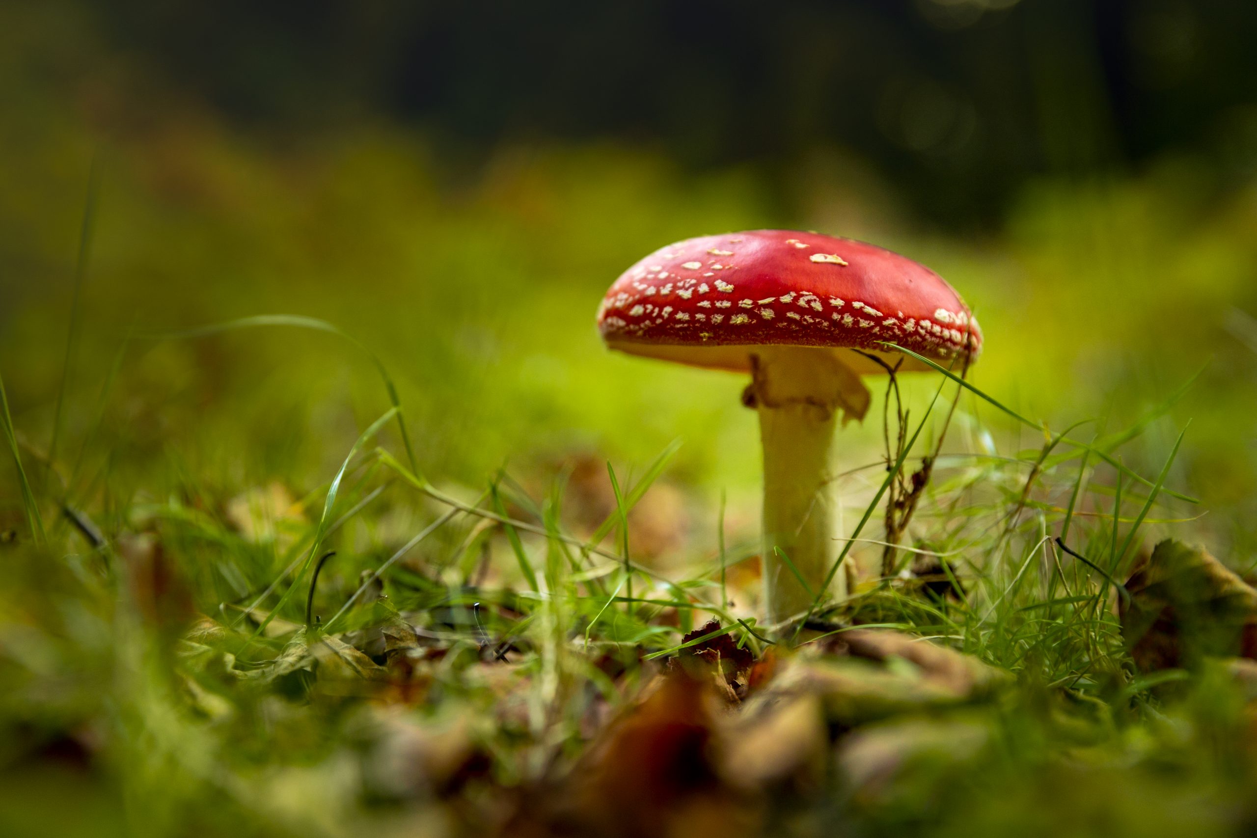 Introducing Amanita Muscaria