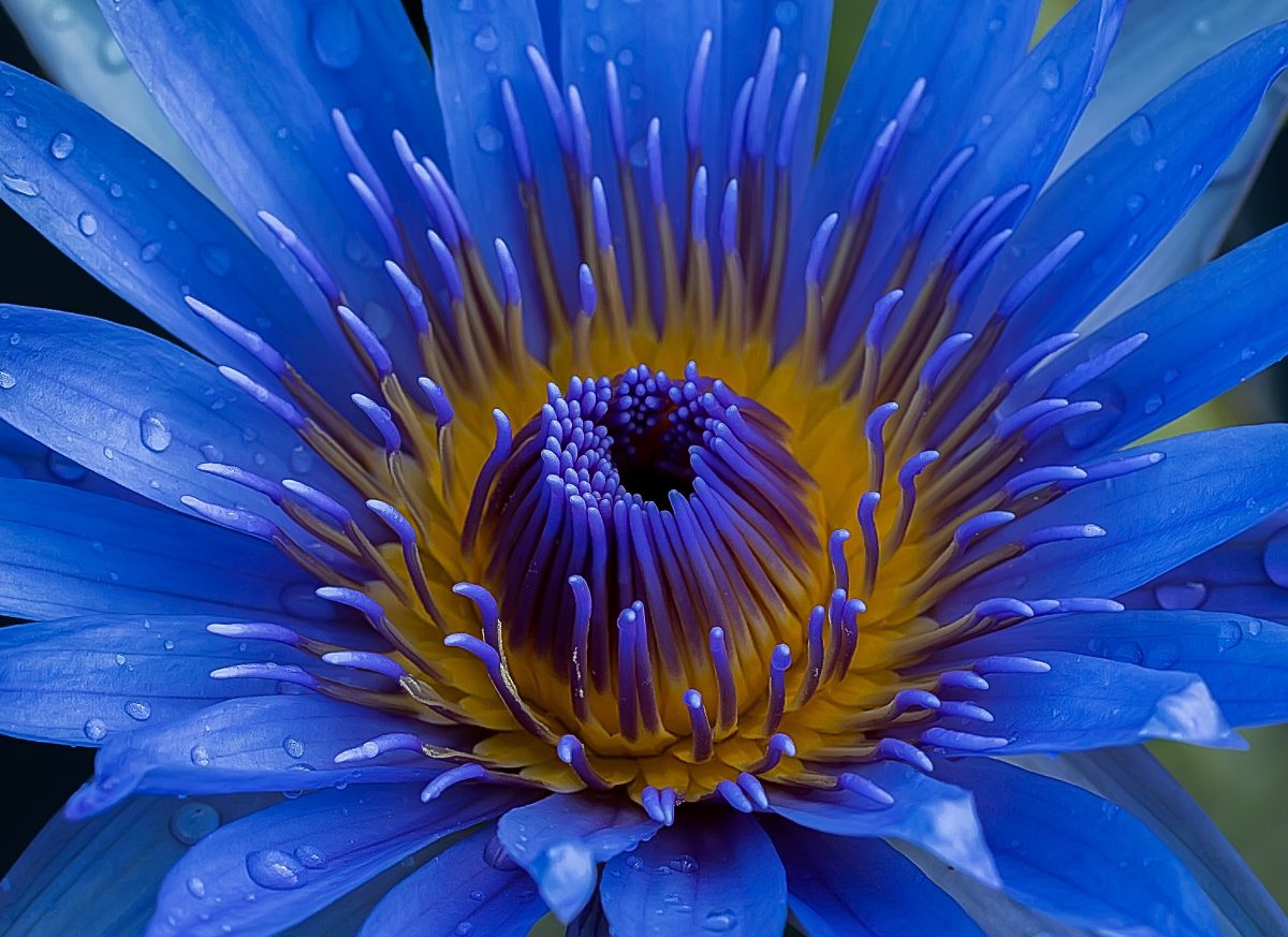 A brilliant picture of Blue Lotus Flower