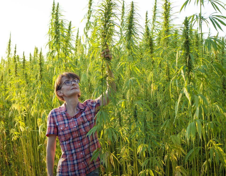 The Remarkable World of Hemp