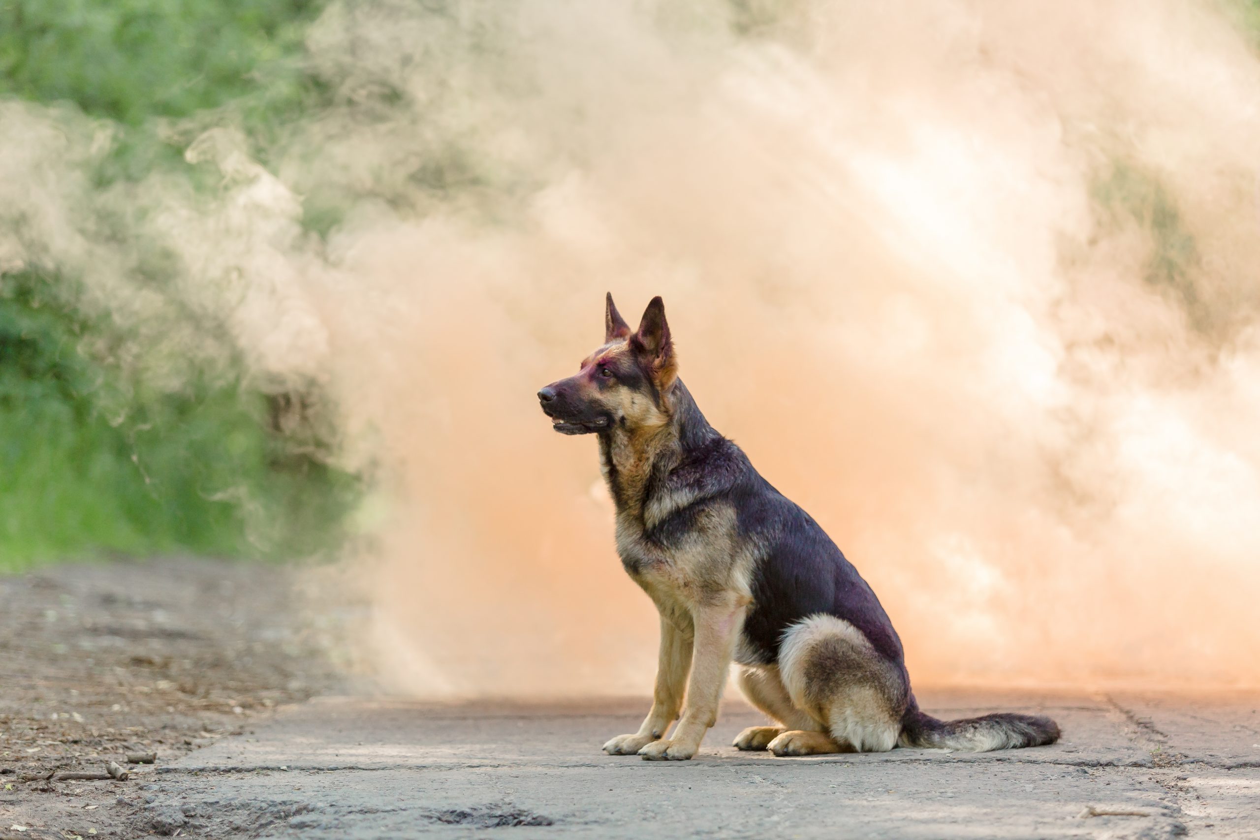 Pet CBD, Dogs and Wildfires