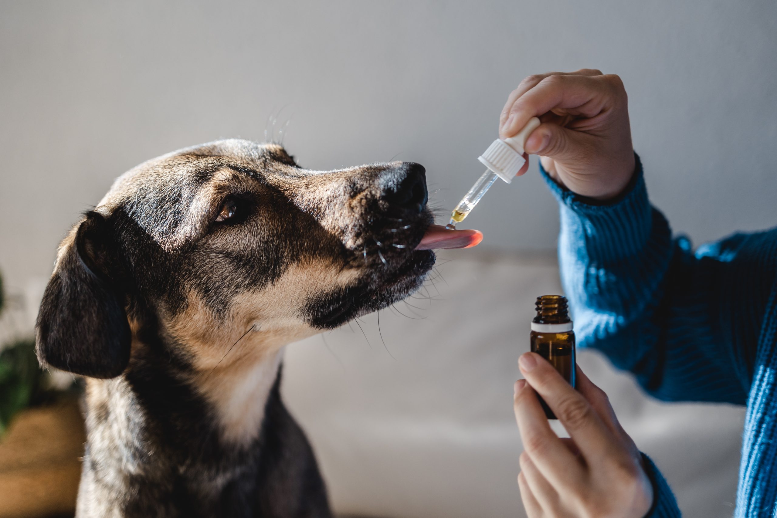 CBD Pet Tips