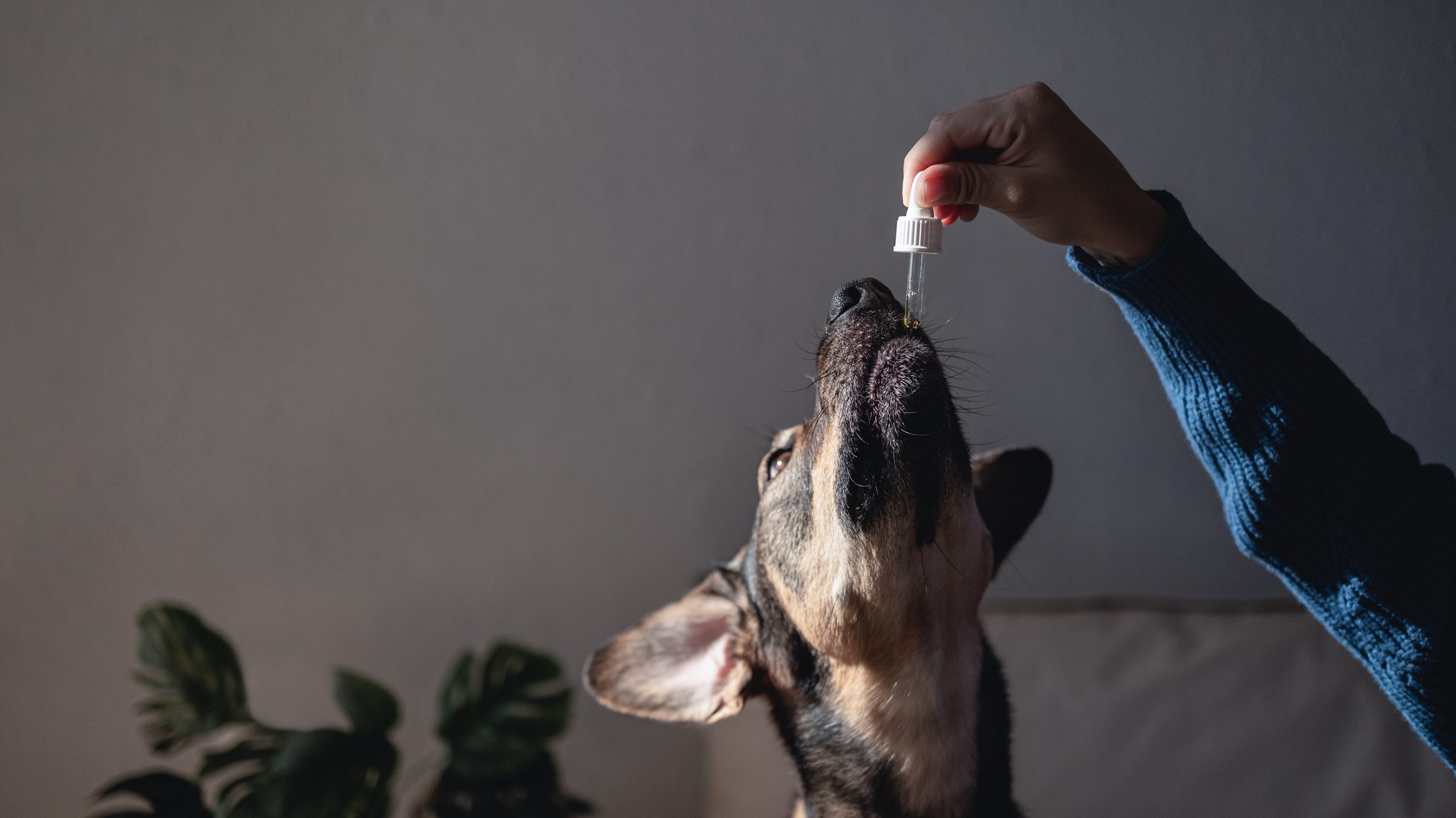 CBD and Pet Wellness