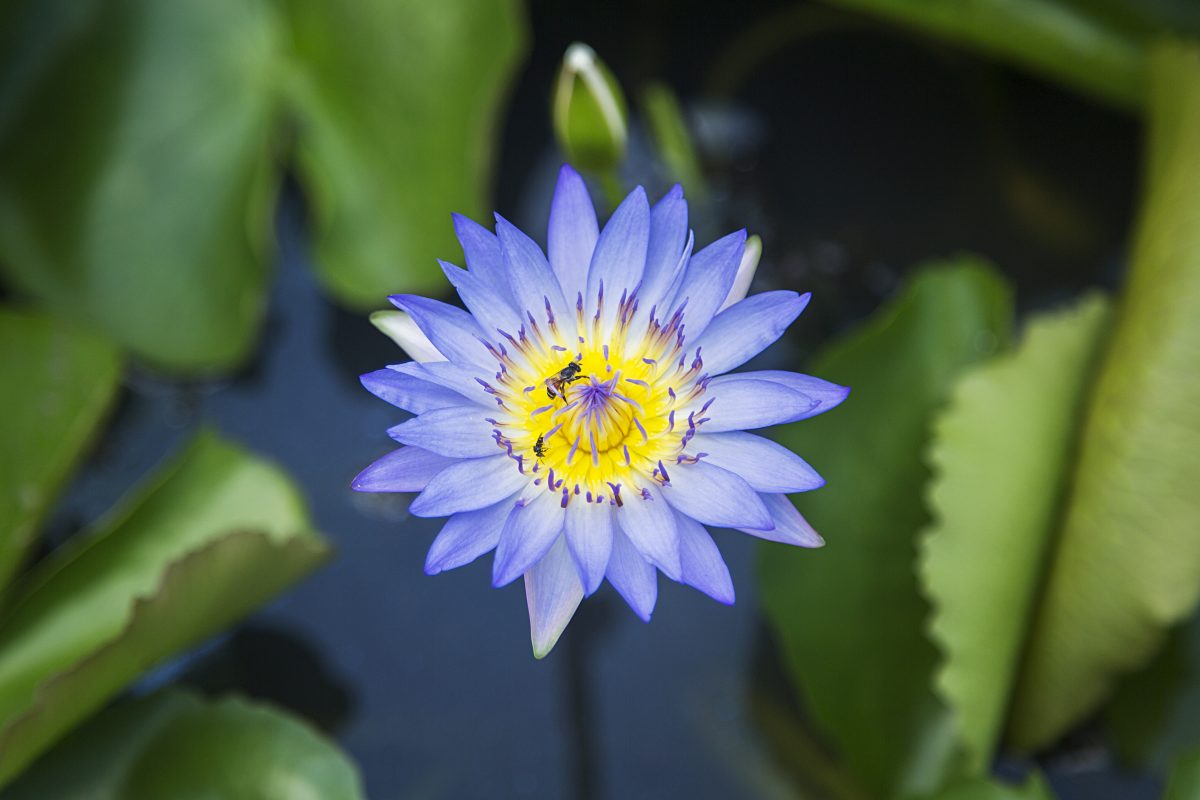 Blue Lotus Flower