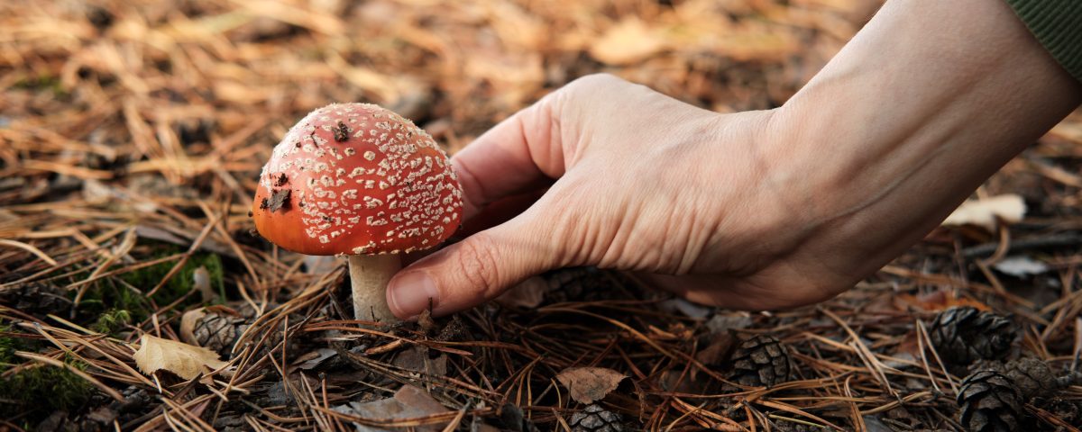 Discovering the Enchantment: Magic Mushroom Gummies