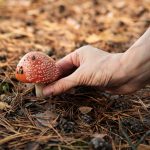 Discovering the Enchantment: Magic Mushroom Gummies