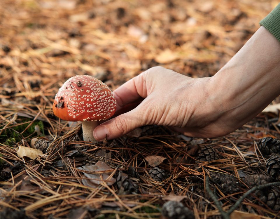 Discovering the Enchantment: Magic Mushroom Gummies