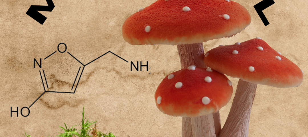 This is an image of an amanita muscaria mushroom and the muscimol molecule.