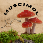 This is an image of an amanita muscaria mushroom and the muscimol molecule.