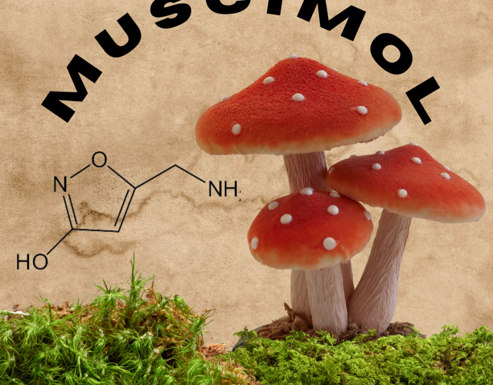 This is an image of an amanita muscaria mushroom and the muscimol molecule.