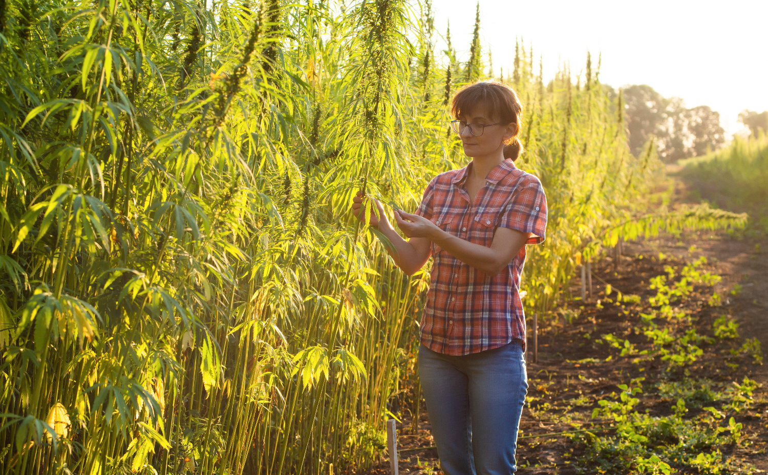 The History of Hemp